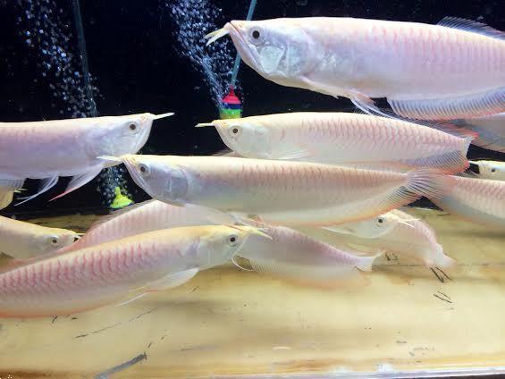 Grote foto beste kwaliteit arowana vis te koop tegen goede . dieren en toebehoren aquariumvissen