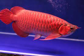 Grote foto beste kwaliteit arowana vis te koop tegen goede . dieren en toebehoren aquariumvissen