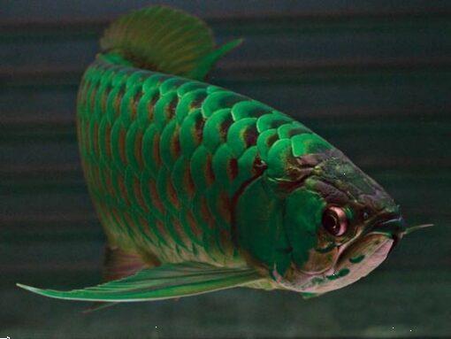 Grote foto beste kwaliteit arowana vis te koop tegen goede . dieren en toebehoren aquariumvissen