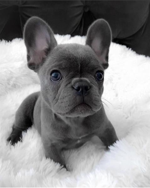 Grote foto prachtige franse bulldog pups in blauw dieren en toebehoren bulldogs pinschers en molossers