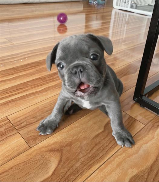 Grote foto prachtige franse bulldog pups in blauw dieren en toebehoren bulldogs pinschers en molossers
