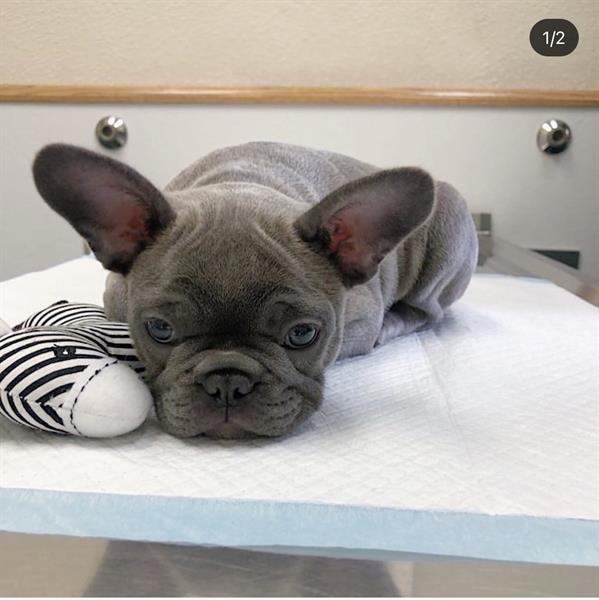 Grote foto prachtige franse bulldog pups in blauw dieren en toebehoren bulldogs pinschers en molossers