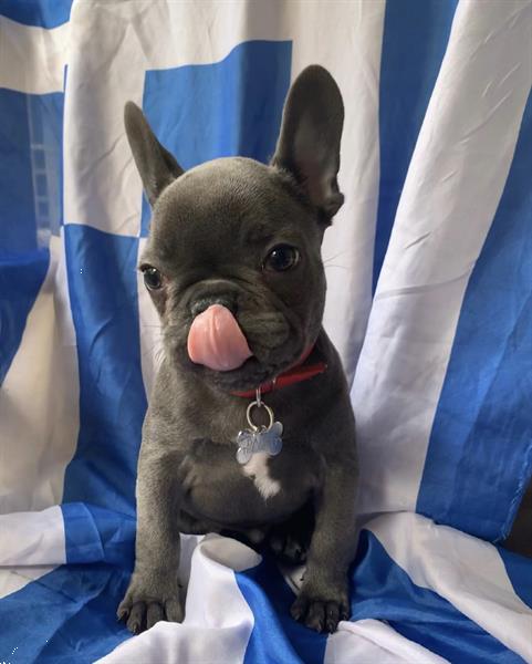 Grote foto prachtige franse bulldog pups in blauw dieren en toebehoren bulldogs pinschers en molossers