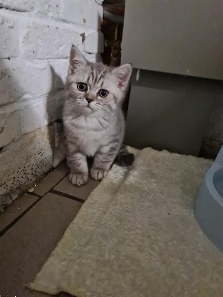 Grote foto raskatertje te koop dieren en toebehoren raskatten korthaar