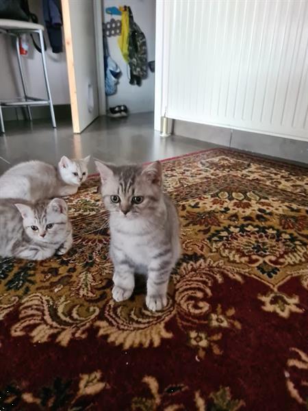 Grote foto raskatertje te koop dieren en toebehoren raskatten korthaar