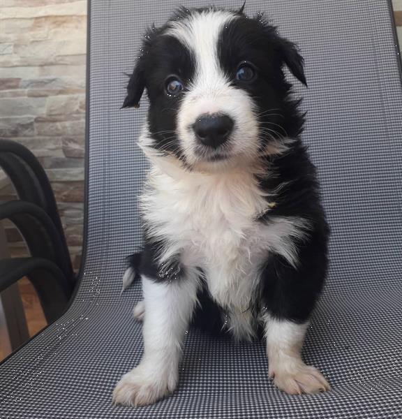 Grote foto border collies zwart witte merle dieren en toebehoren overige honden