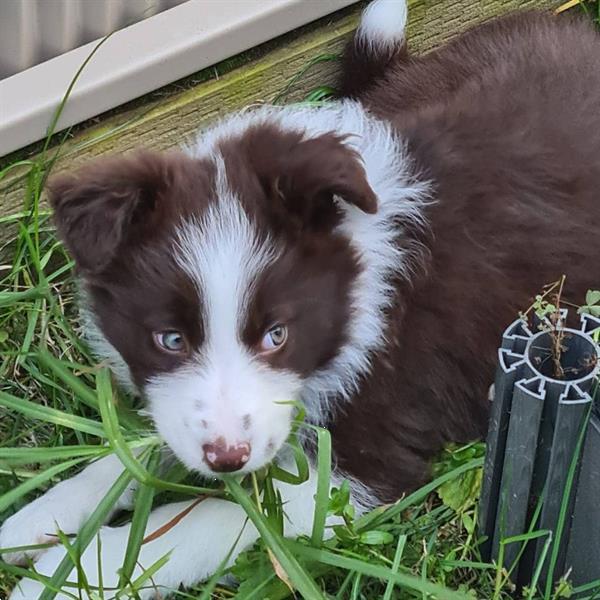 Grote foto border collies zwart witte merle dieren en toebehoren overige honden