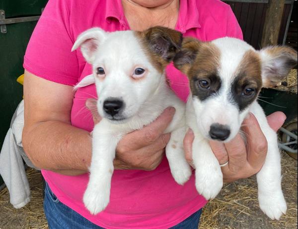 Grote foto jackrussel pups dieren en toebehoren jack russells en terri rs