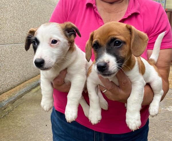 Grote foto jackrussel pups dieren en toebehoren jack russells en terri rs