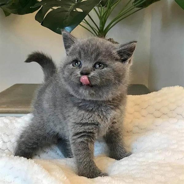 Grote foto bsh amba waar katjes dieren en toebehoren raskatten korthaar