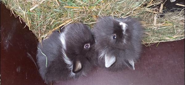 Grote foto 4 dwergkonijntjes leeuwenkopjes dieren en toebehoren konijnen