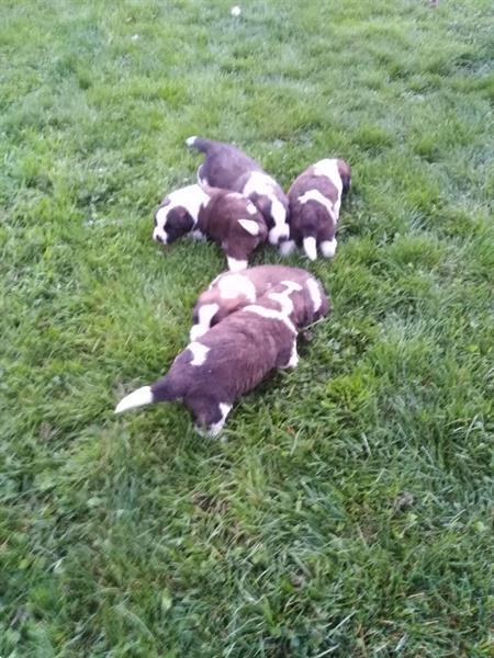 Grote foto sint bernard pups dieren en toebehoren poolhonden keeshonden en oertypen