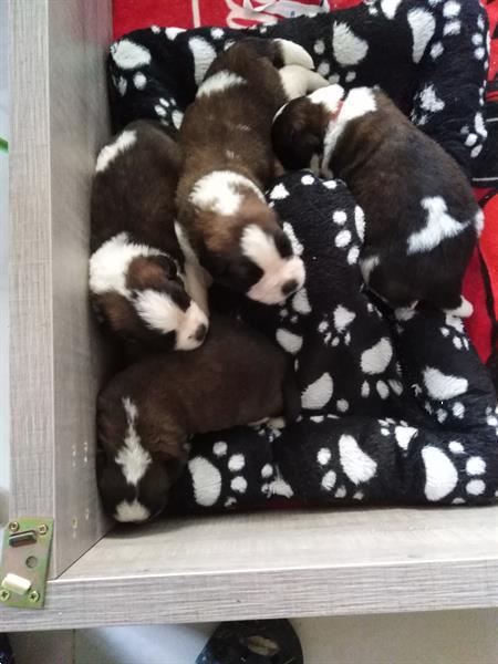 Grote foto sint bernard pups dieren en toebehoren poolhonden keeshonden en oertypen