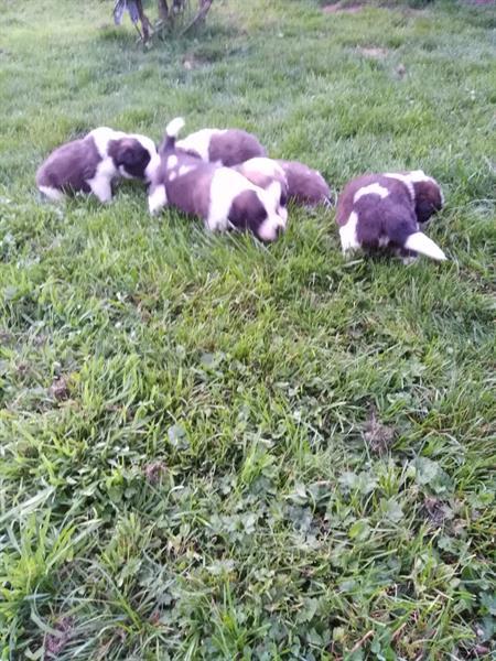 Grote foto sint bernard pups dieren en toebehoren poolhonden keeshonden en oertypen