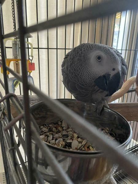 Grote foto grijs roodstaart dieren en toebehoren parkieten en papegaaien