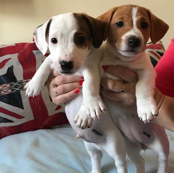 Grote foto male and female jack russell puppies dieren en toebehoren jack russells en terri rs