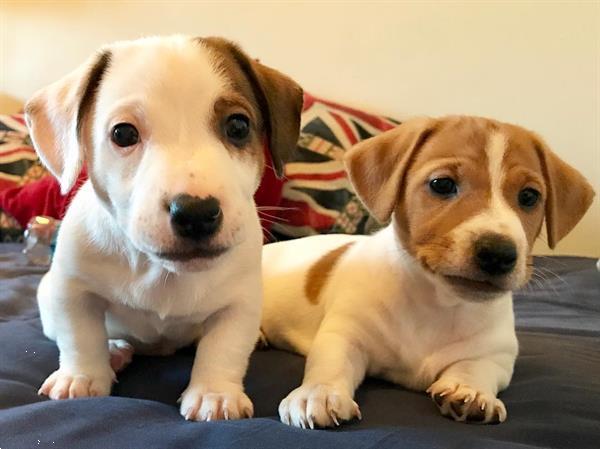 Grote foto male and female jack russell puppies dieren en toebehoren jack russells en terri rs