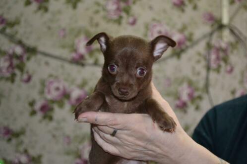 Grote foto schattige chihuahua puppy dieren en toebehoren chihuahua en gezelschapshonden