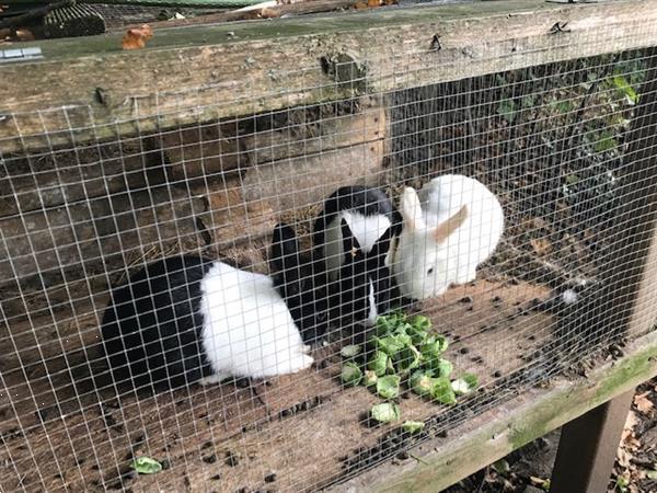 Grote foto te koop konijnen hollander dieren en toebehoren konijnen