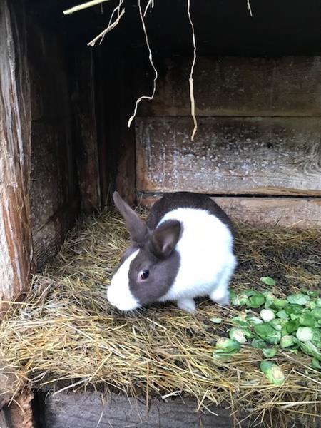 Grote foto te koop konijnen hollander dieren en toebehoren konijnen