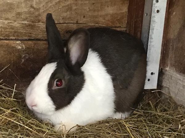 Grote foto te koop konijnen hollander dieren en toebehoren konijnen