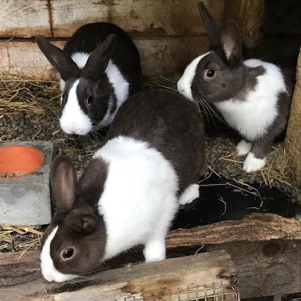 Grote foto te koop konijnen hollander dieren en toebehoren konijnen