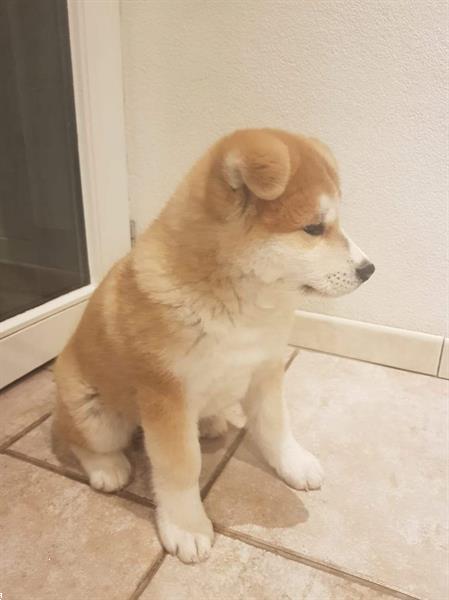 Grote foto akita inu puppy dieren en toebehoren poolhonden keeshonden en oertypen