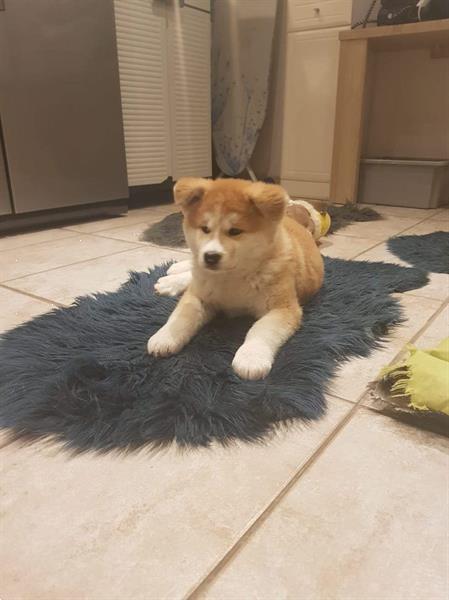 Grote foto akita inu puppy dieren en toebehoren poolhonden keeshonden en oertypen