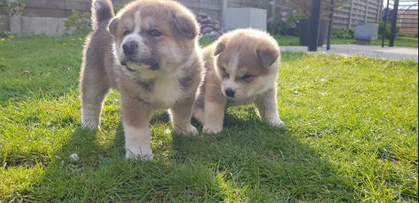 Grote foto akita inu puppy dieren en toebehoren poolhonden keeshonden en oertypen