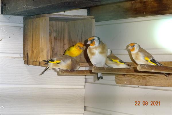 Grote foto distelvinken grote goudvinken en barmsijzen dieren en toebehoren overige vogels