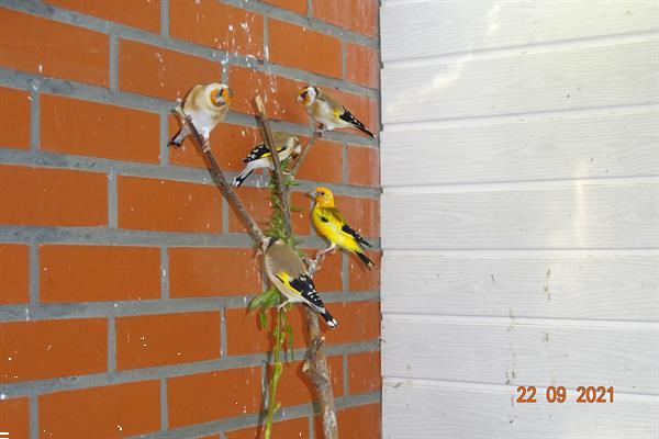 Grote foto distelvinken grote goudvinken en barmsijzen dieren en toebehoren overige vogels