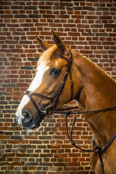 Grote foto x fit bridle d collection color brown size full dieren en toebehoren paarden accessoires