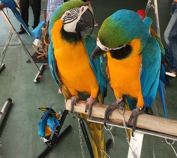 Grote foto half volwassen 3 blauw gouden ara dieren en toebehoren parkieten en papegaaien