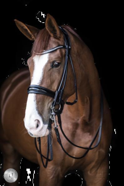 Grote foto pro selected serrena stang trens rondgenaaid color zwart dieren en toebehoren paarden accessoires