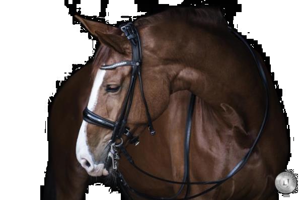 Grote foto pro selected serrena stang trens rondgenaaid color zwart dieren en toebehoren paarden accessoires