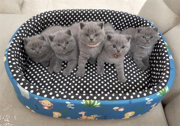 Grote foto reebruin blauw 100 bsh kittens dieren en toebehoren raskatten korthaar