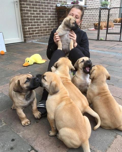 Grote foto 7 jongens boerboel pups dieren en toebehoren overige honden