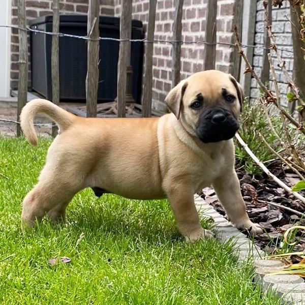 Grote foto 7 jongens boerboel pups dieren en toebehoren overige honden