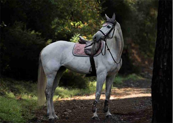 Grote foto saddle pad pink pearl size dressage full dieren en toebehoren paarden accessoires