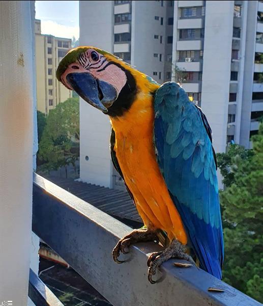 Grote foto gigantische 5 blauw gouden ara dieren en toebehoren parkieten en papegaaien