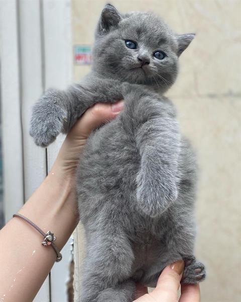 Grote foto fantastische 5 britse sh kittens dieren en toebehoren raskatten korthaar