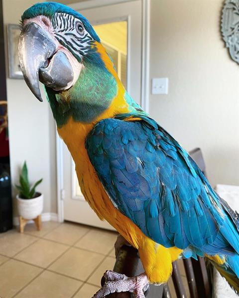 Grote foto zelfeters blauwe gouden ara dieren en toebehoren parkieten en papegaaien