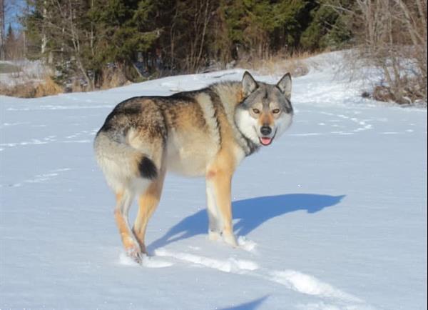 Grote foto amerikaanse wolfhond pups op komst dieren en toebehoren poolhonden keeshonden en oertypen