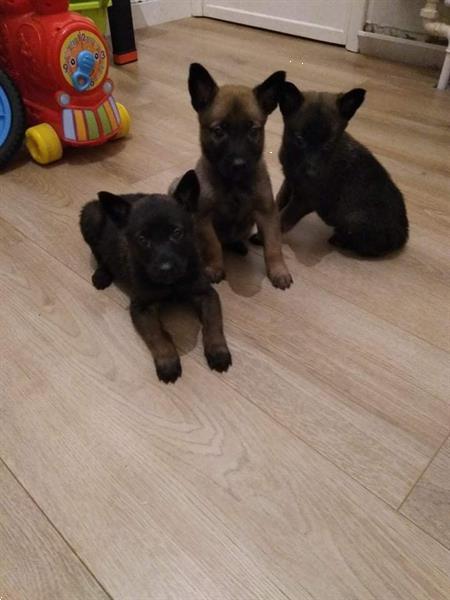 Grote foto mechelse herder pups dieren en toebehoren herdershonden en veedrijvers