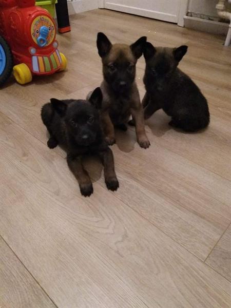 Grote foto mechelse herder pups dieren en toebehoren herdershonden en veedrijvers