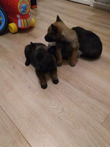 Grote foto mechelse herder pups dieren en toebehoren herdershonden en veedrijvers