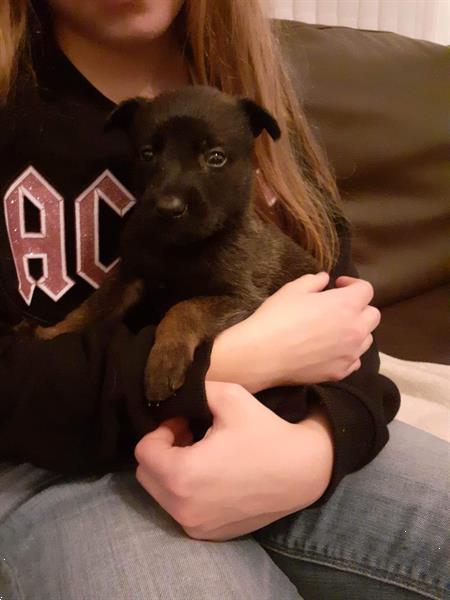 Grote foto mechelse herder pups dieren en toebehoren herdershonden en veedrijvers