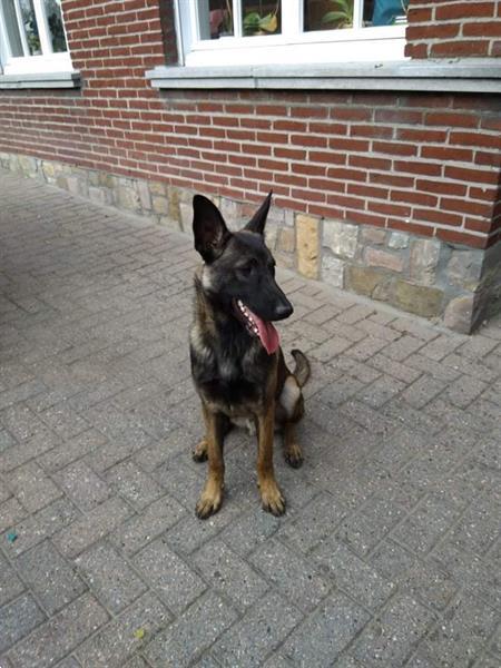 Grote foto mechelse herder pups dieren en toebehoren herdershonden en veedrijvers