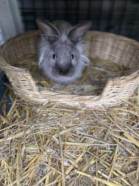 Grote foto 2 rammetjes dieren en toebehoren konijnen