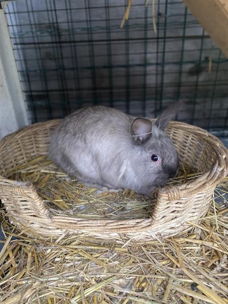 Grote foto 2 rammetjes dieren en toebehoren konijnen